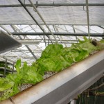 , Conveyor Solution for Disposal of Lettuce Scraps