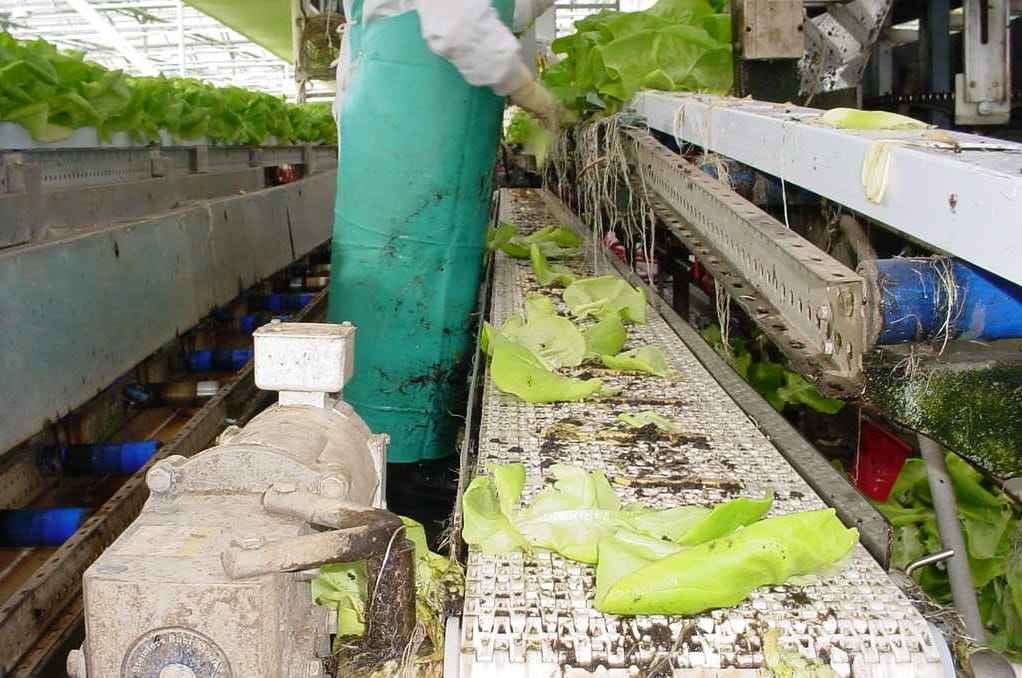 , Conveyor Solution for Disposal of Lettuce Scraps