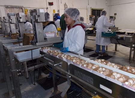 , Fast Growing – Fast Packing…Dorner Helps Monterey Mushrooms Move and Package Thousands of Pounds Each Day