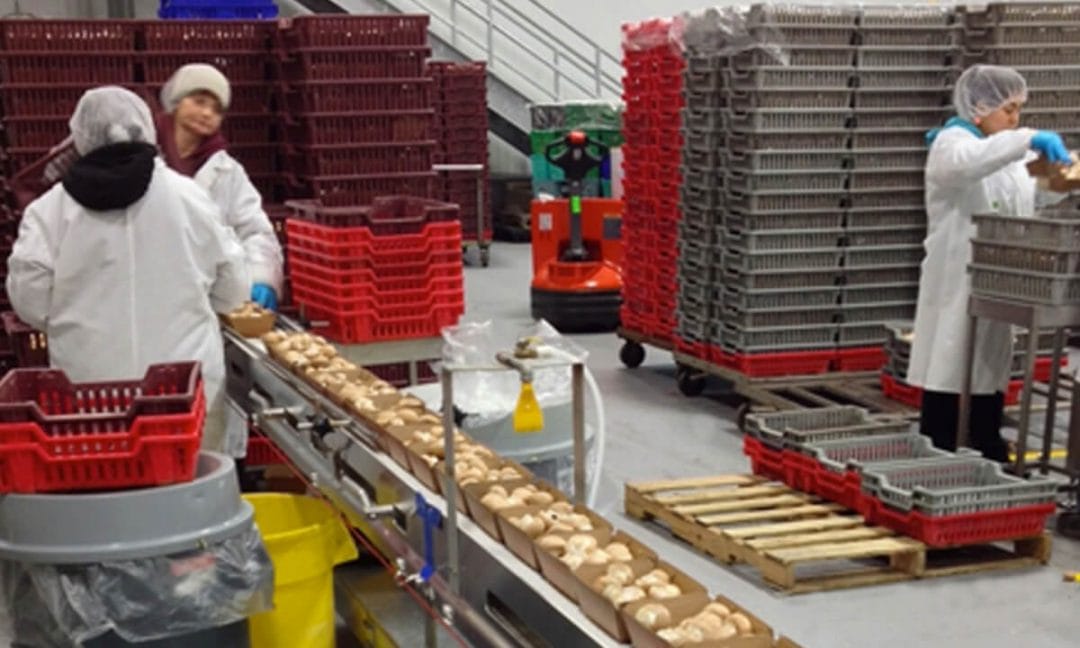 Monterey Mushrooms Dorner Conveyors Conveying Systems and Manufacturing